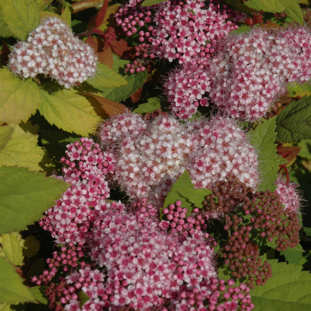 Double Play Big Bang® Spirea (Spiraea japonica 'Tracy') - 3 gallon 15"