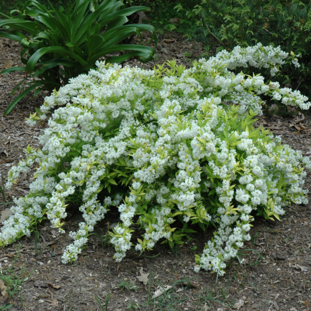 Chardonnay Pearls® Deutzia (Deutzia gracilis 'Chardonnay Pearls') - 2 gallon 10"