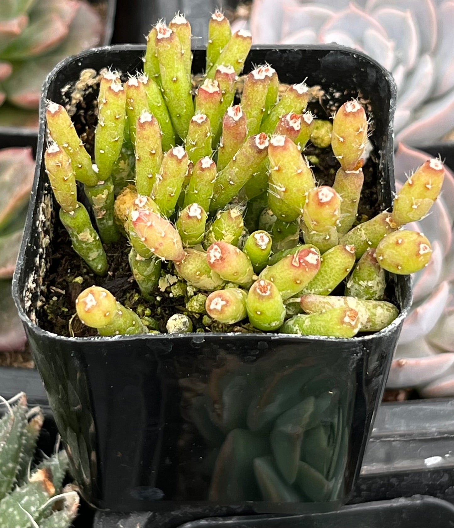 Dancing Cactus - Hatiora Salicornioides