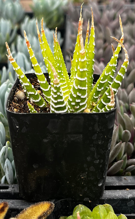 Zebra Haworthia