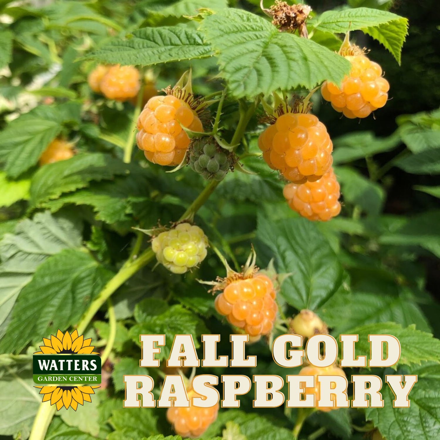 One Gold Raspberry FALL GOLD RASPBERRY 1gal – Watters Garden Center