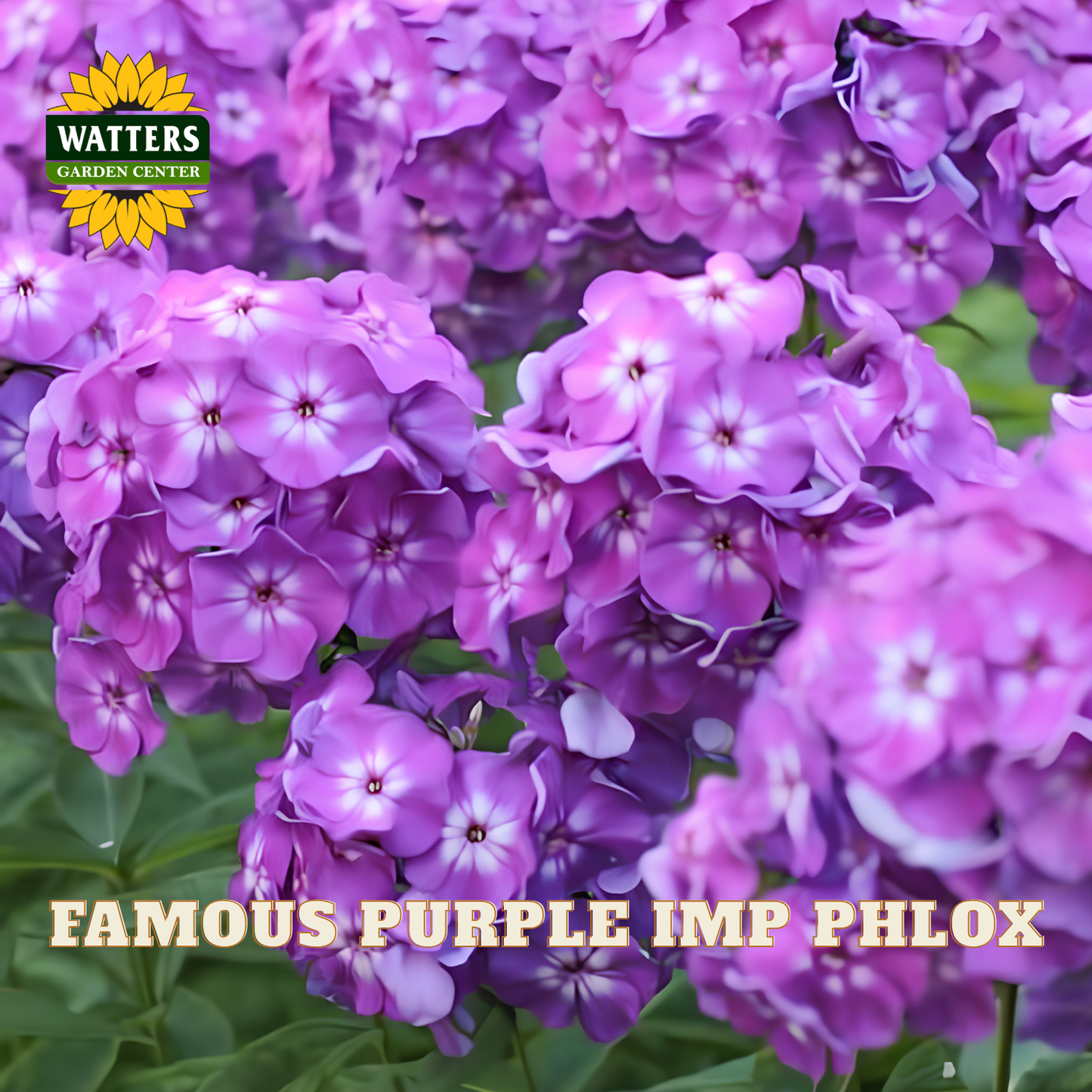 FAMOUS PURPLE IMP PHLOX 1gal