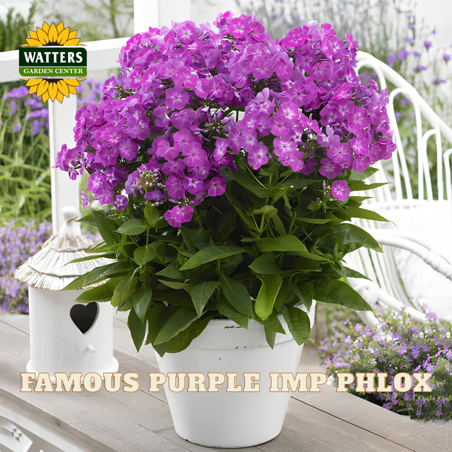 FAMOUS PURPLE IMP PHLOX 1gal
