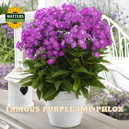 FAMOUS PURPLE IMP PHLOX 1gal