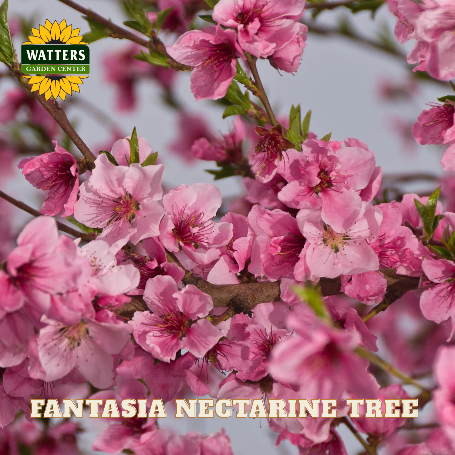 Pink flowers of a Fantasia Nectarine Tree with Watters Garden Center logo.