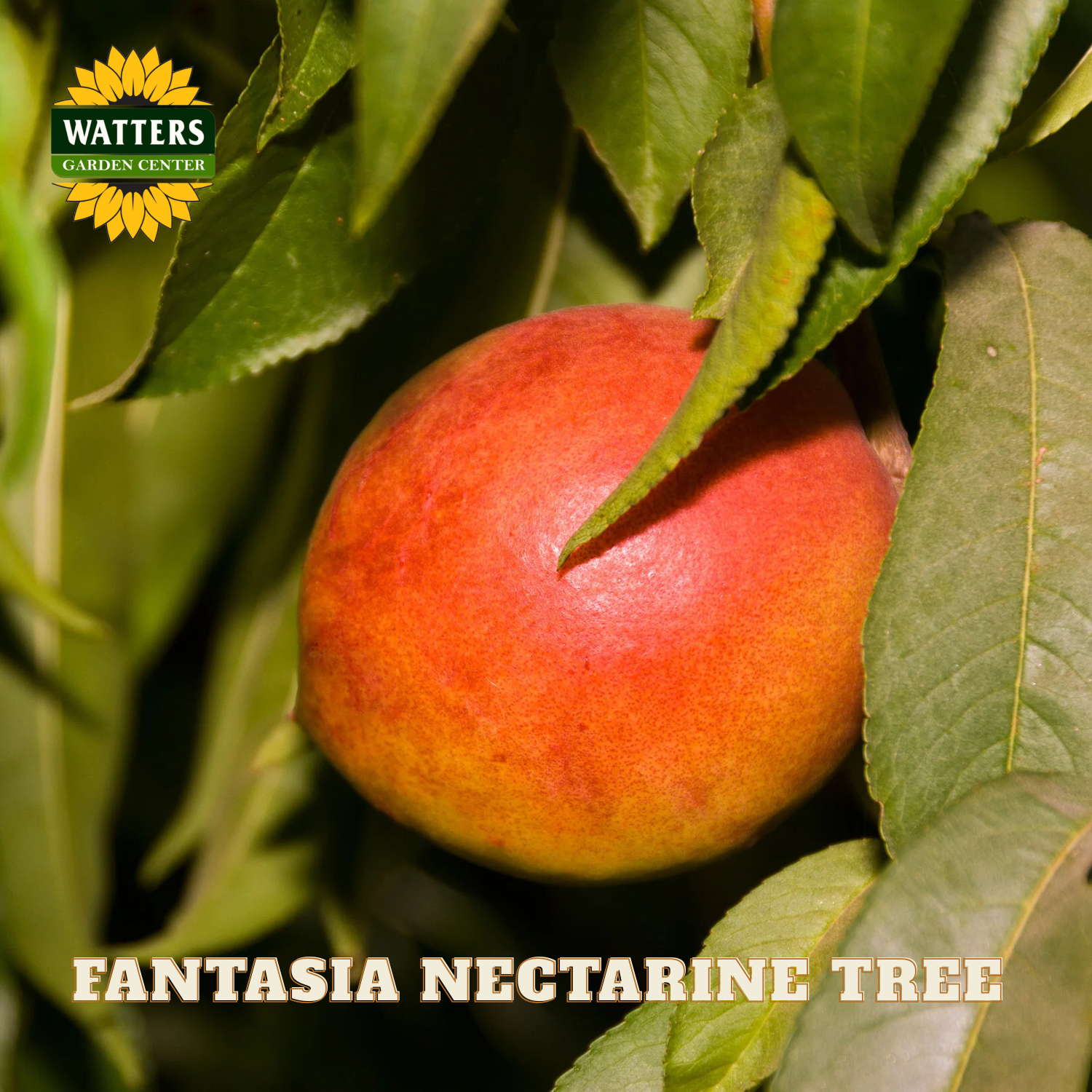 Nectarine fruit on a tree branch with Watters Garden Center logo.