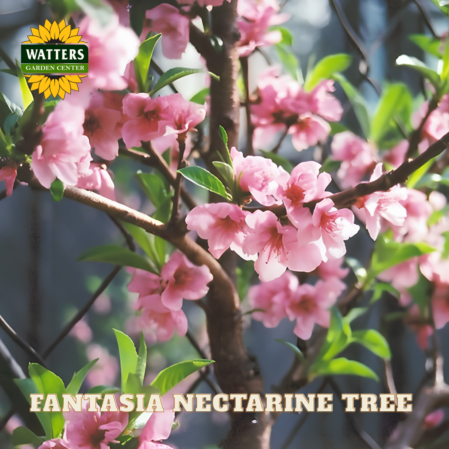 Pink blossoms of a Fantasia Nectarine Tree with Watters Garden Center logo.