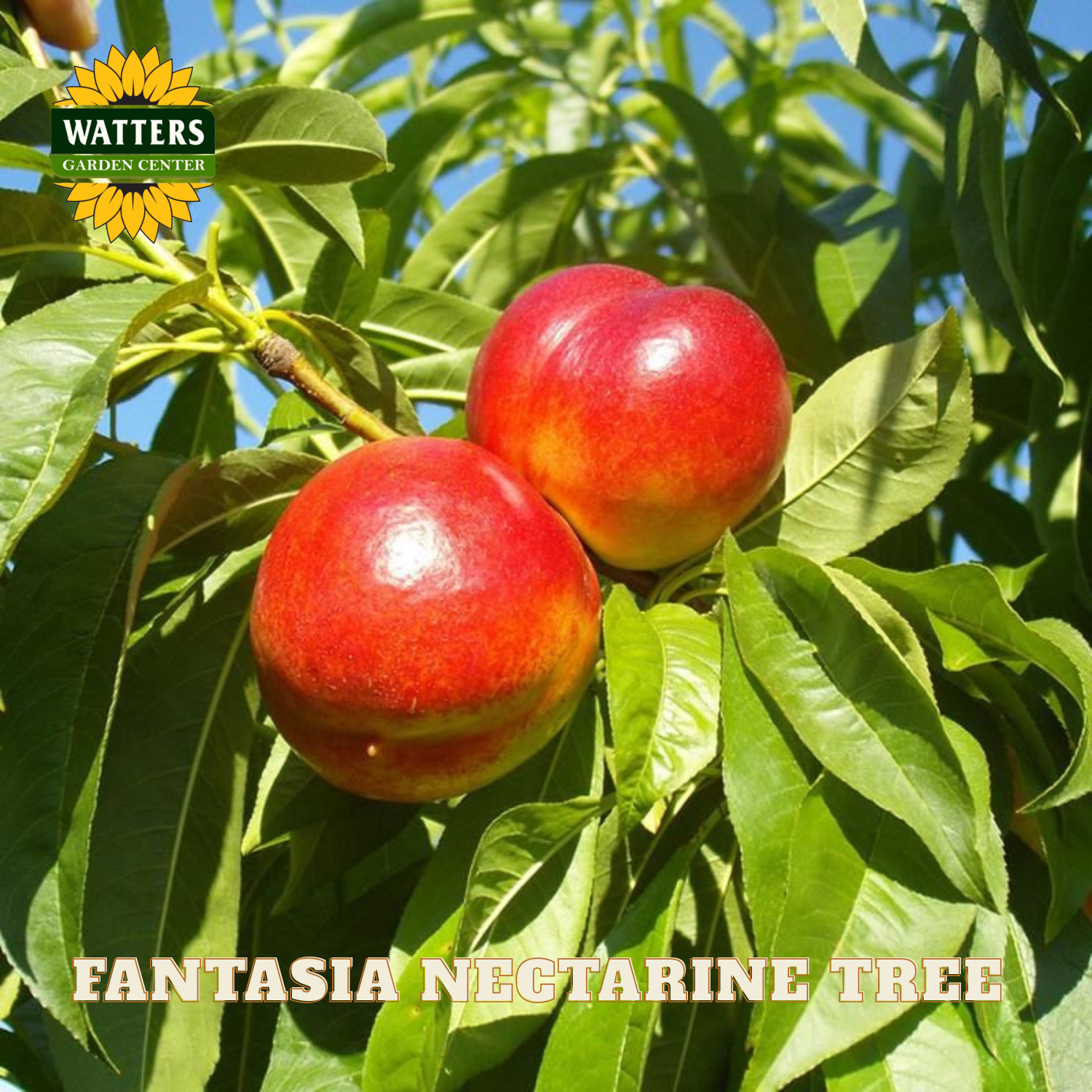 Two red nectarines on a branch with green leaves, labeled 'Fantasia Nectarine Tree' and 'Watters Garden Center'.