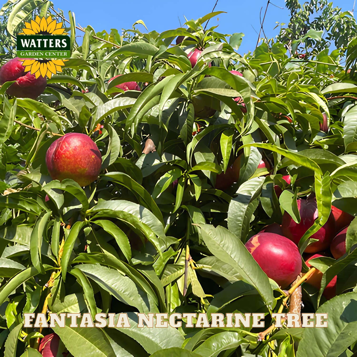 Nectarines on a tree with 'Watters Garden Center' logo and 'Fantasia Nectarine Tree' text.
