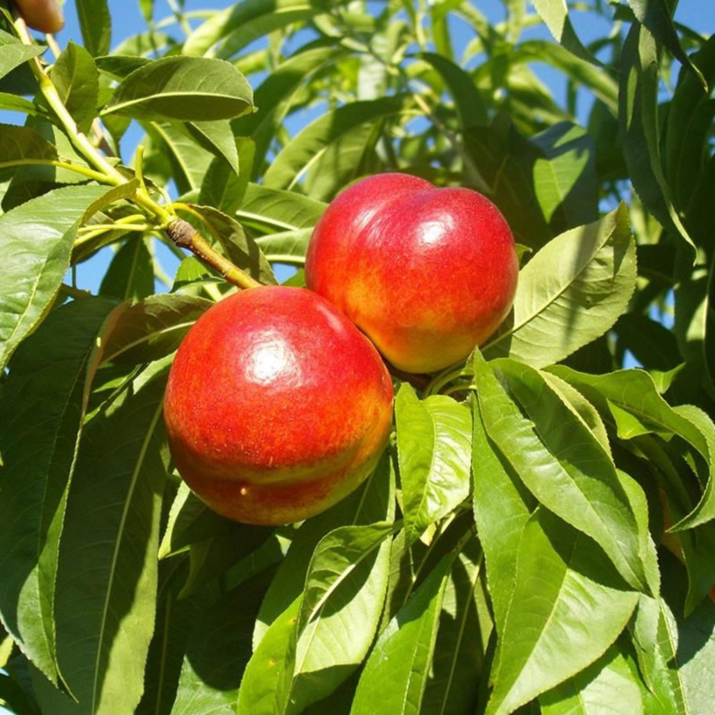 Two red fruits on a tree branch with green leaves