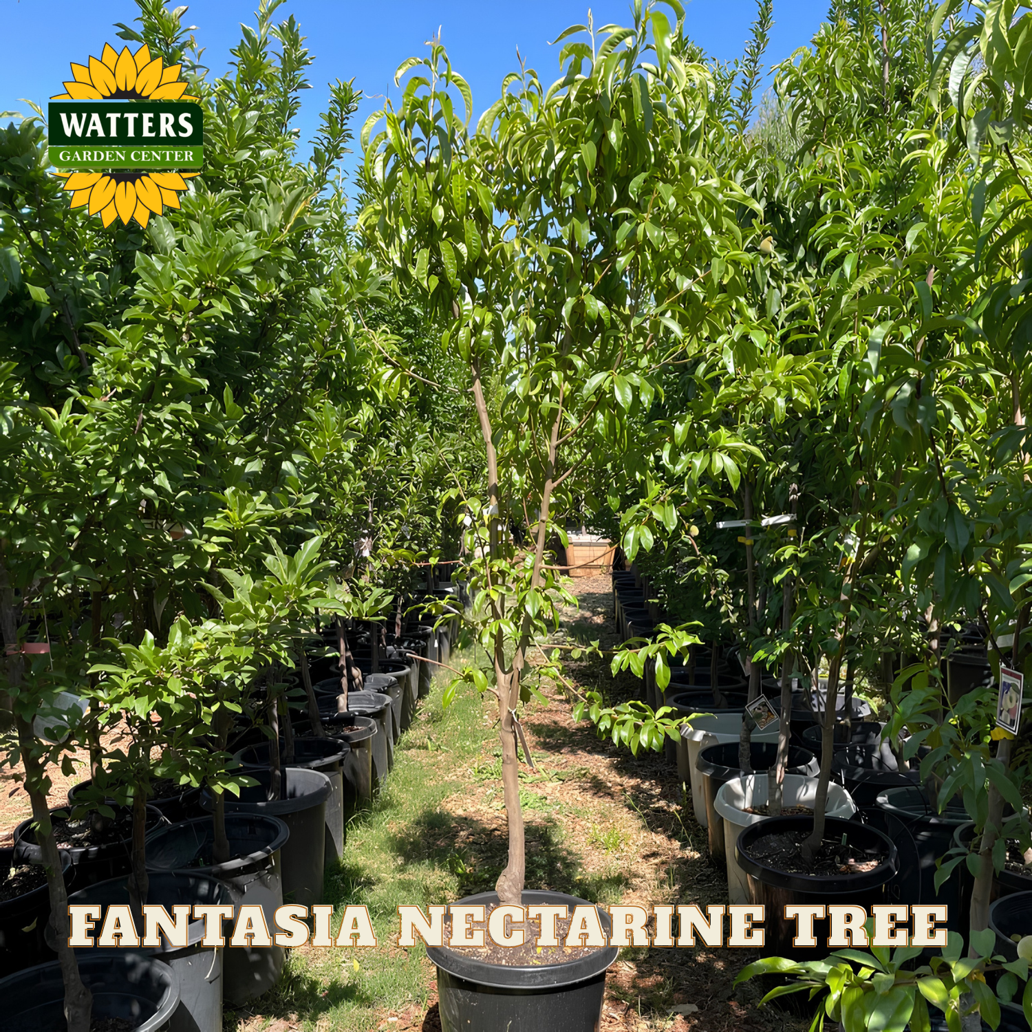 Row of potted Fantasia Nectarine trees at Watters Garden Center with clear blue sky.
