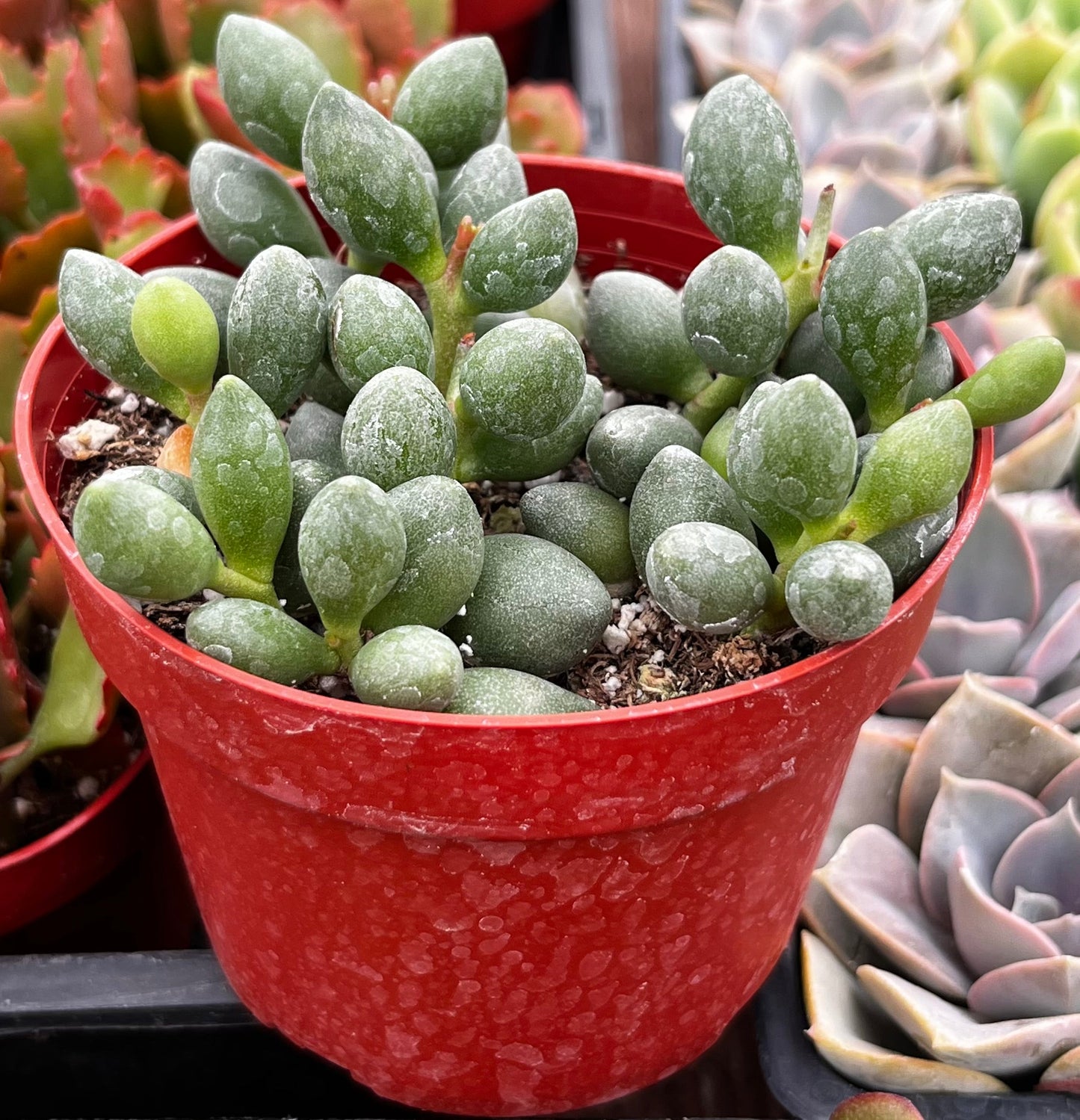 Adromischus Oviforme
