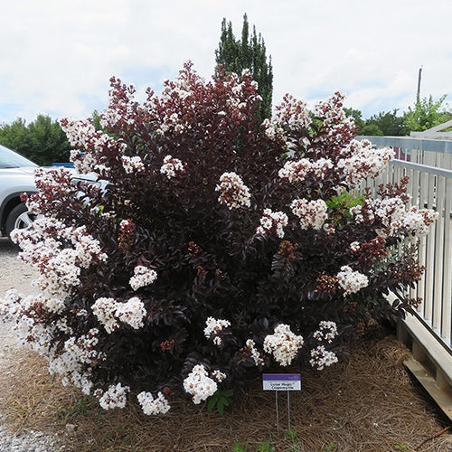 LIKE A LATTE CRAPE MYRTLE 5gal