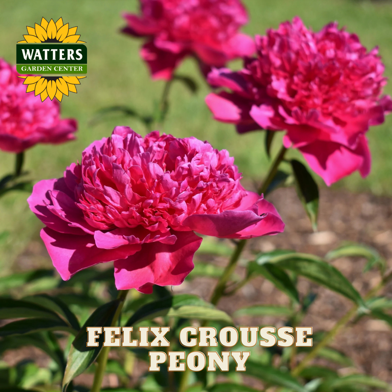 Pink peony flowers with Watters Garden Center logo and 'Felix Crousse Peony' text.