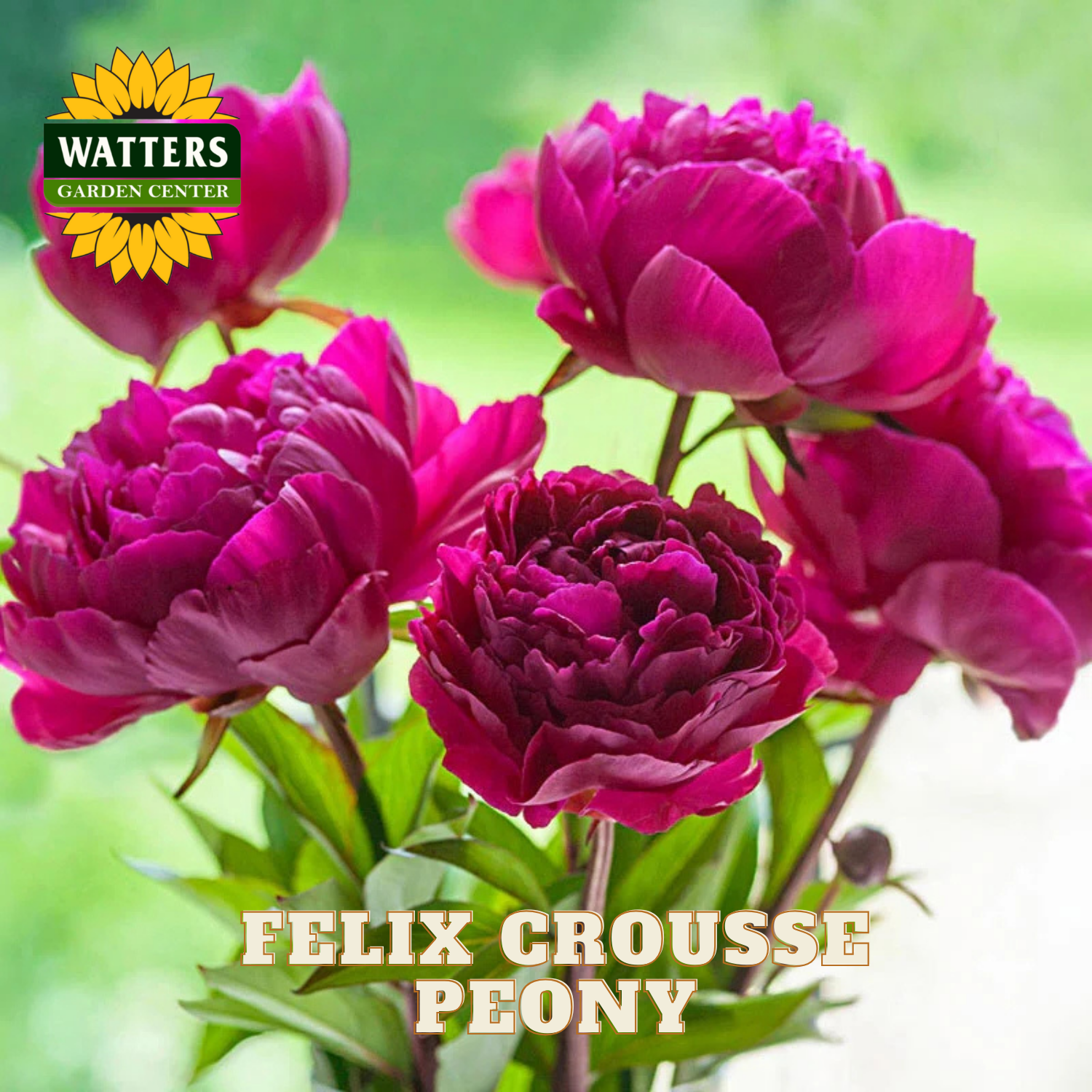 Pink peony flowers with Watters Garden Center logo and 'Felix Crousse Peony' text.
