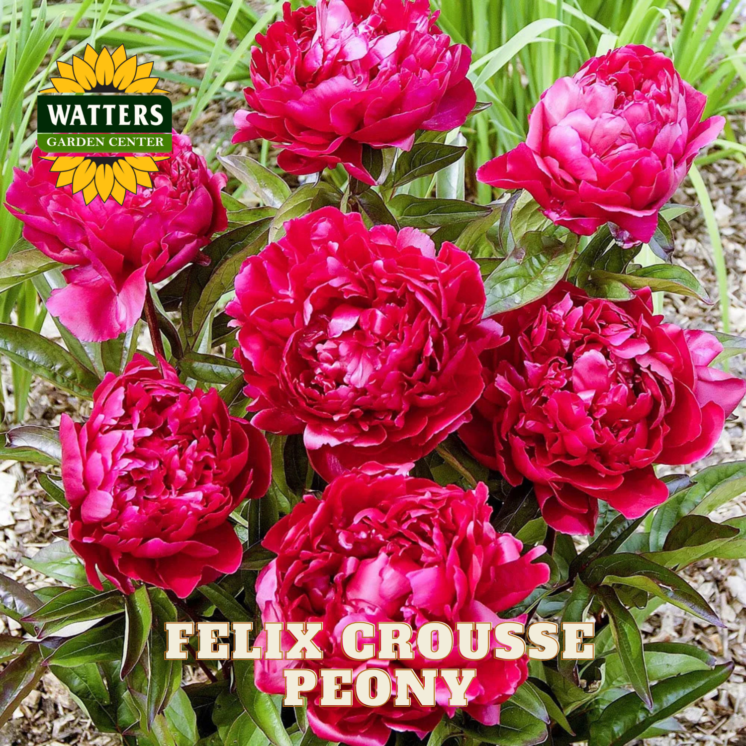 Bright pink peony flowers with 'Watters Garden Center' logo and 'Felix Crousse Peony' text.