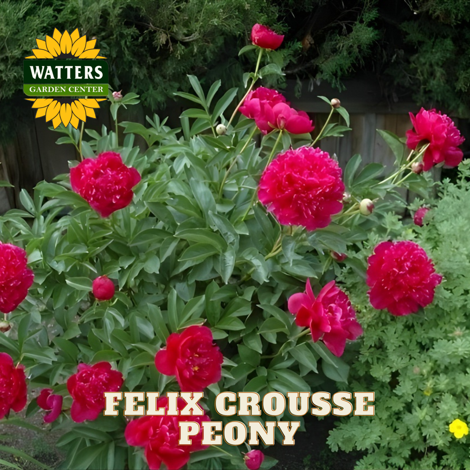 Felix Crousse Peony plant with vibrant pink flowers and green leaves, branded with Watters Garden Center.