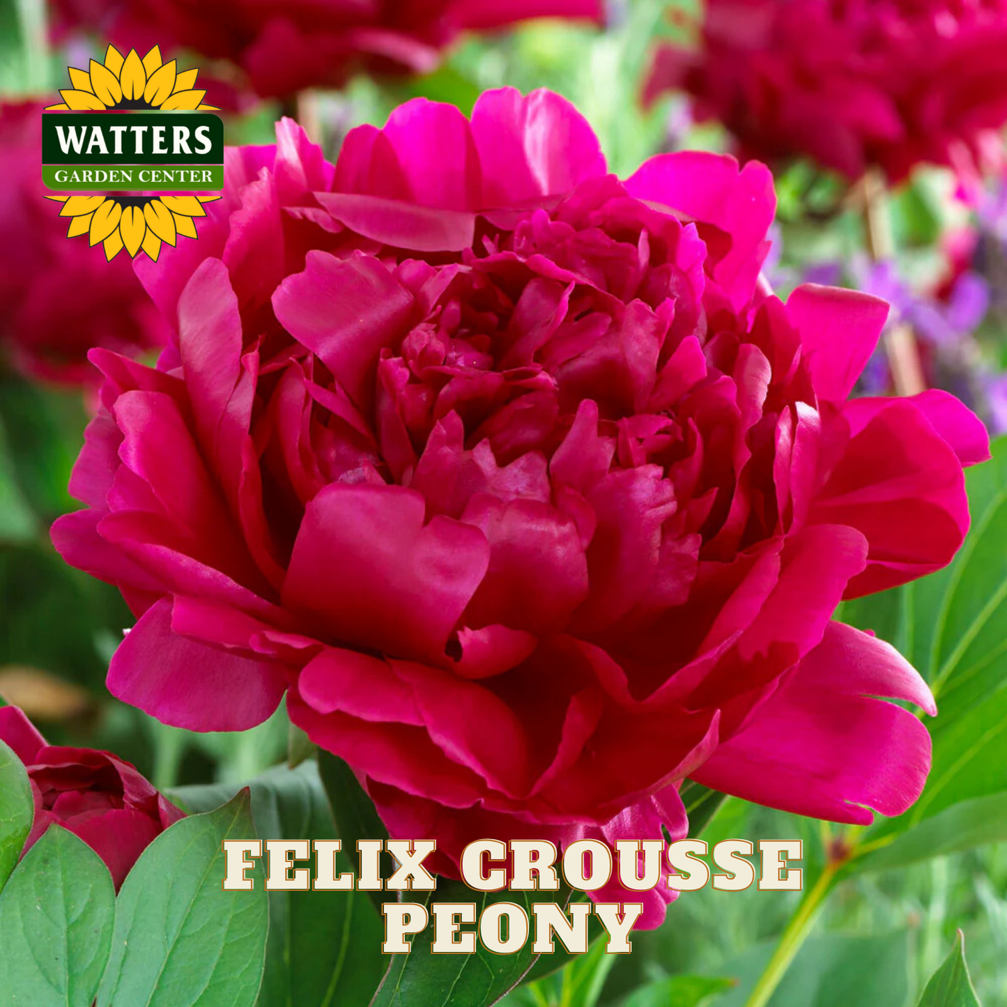 Pink peony flower with 'Watters Garden Center' logo and 'Felix Crousse Peony' text.