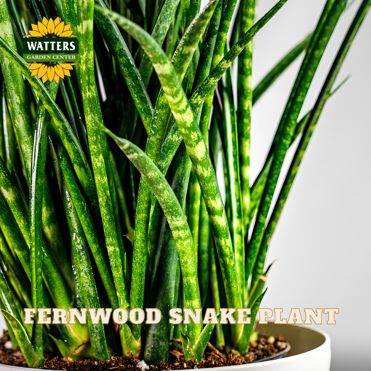 Close-up of a potted Fernwood Snake Plant with upright, sword-like green leaves showing light yellow stripes, growing in soil inside a white pot. The Watters Gardens Center logo is visible in the top left, and 'FERNWOOD SNAKE PLANT' text appears at the bottom.