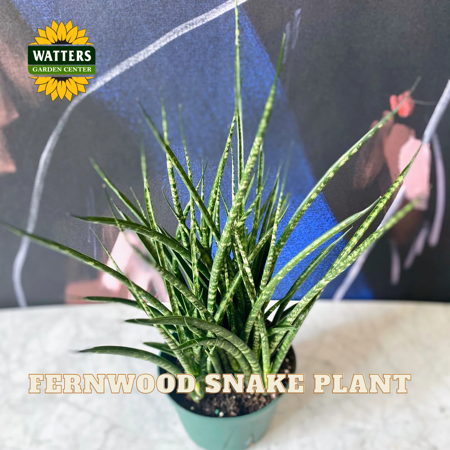 A potted Fernwood Snake Plant (Sansevieria hyacinthina) with upright, sword-like green leaves featuring silver-white horizontal bands, sitting in a small green pot. The background is a dark blue textured wall with a blurred figure, and the Watters Gardens Center logo is visible in the top left corner.