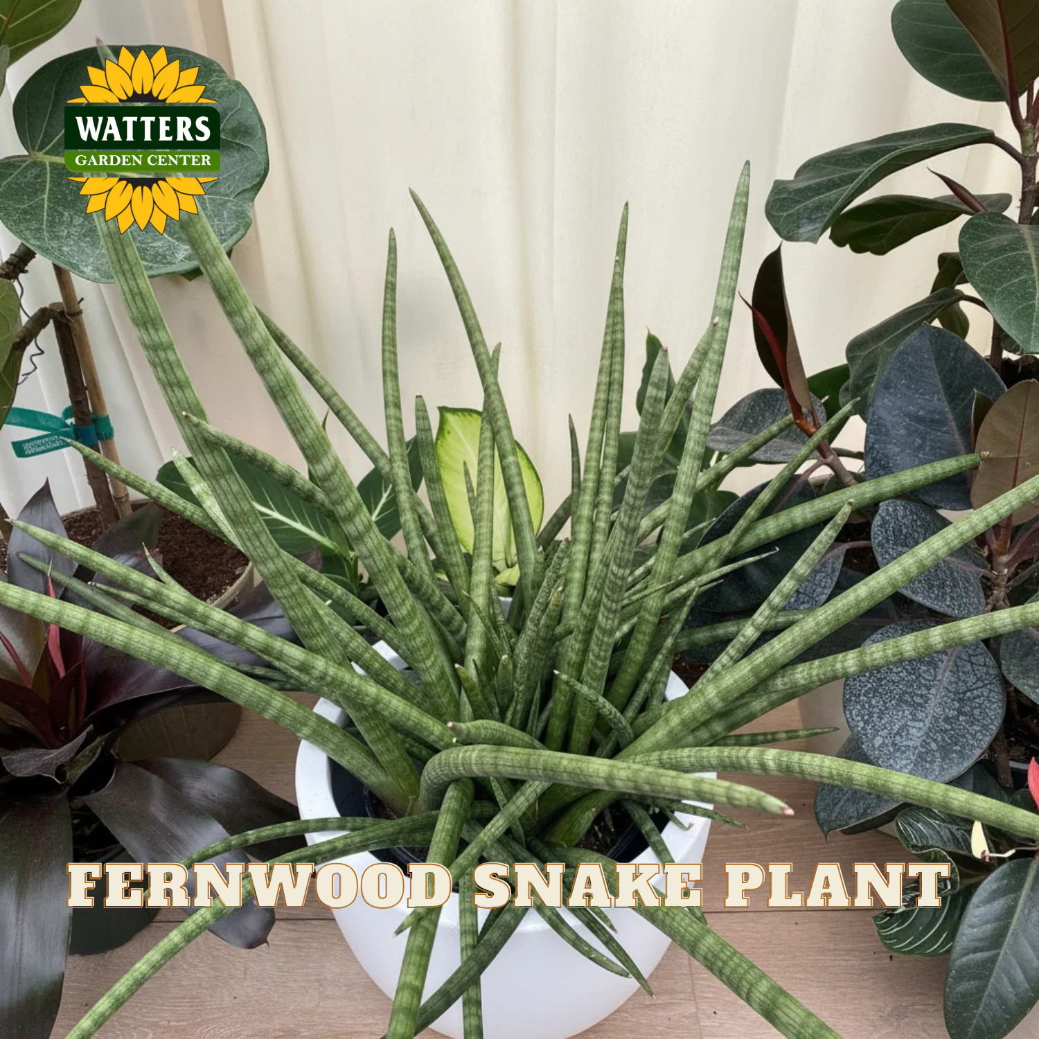 A live Fernwood Snake Plant in a white pot, surrounded by other houseplants against a cream curtain backdrop. A 'Watters Gardens Center' logo is visible in the top left, and 'FERNWOOD SNAKE PLANT' is written in text at the bottom.