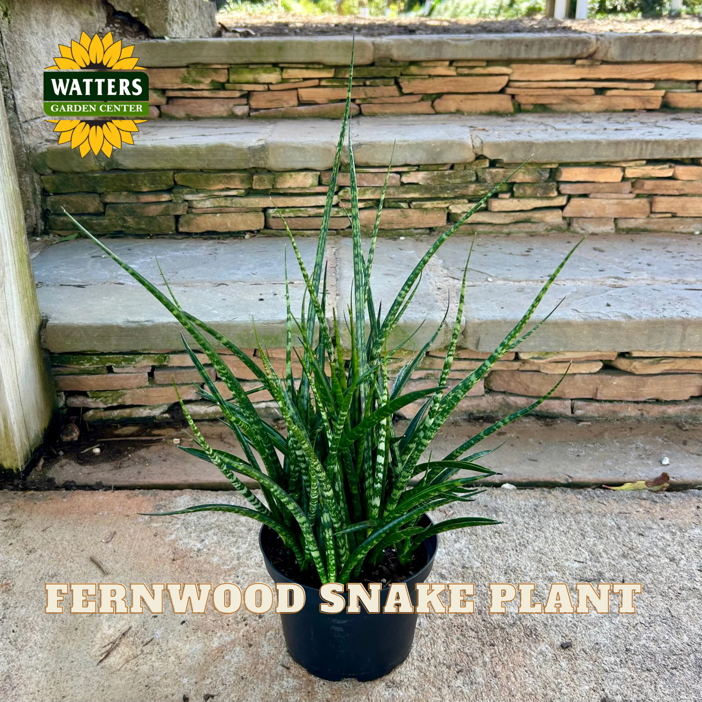 A potted Fernwood Snake plant (Sansevieria) sitting on a stone patio in front of a rustic stone staircase. The plant features long, narrow green leaves with white stripes, growing in a black plastic nursery pot.