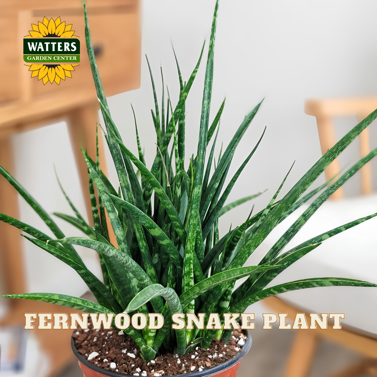 A potted Fernwood Snake Plant (Sansevieria) with upright, sword-like green leaves featuring light green to cream horizontal bands, shown in a terracotta-colored pot. The background is a softly blurred indoor setting with light wood furniture.