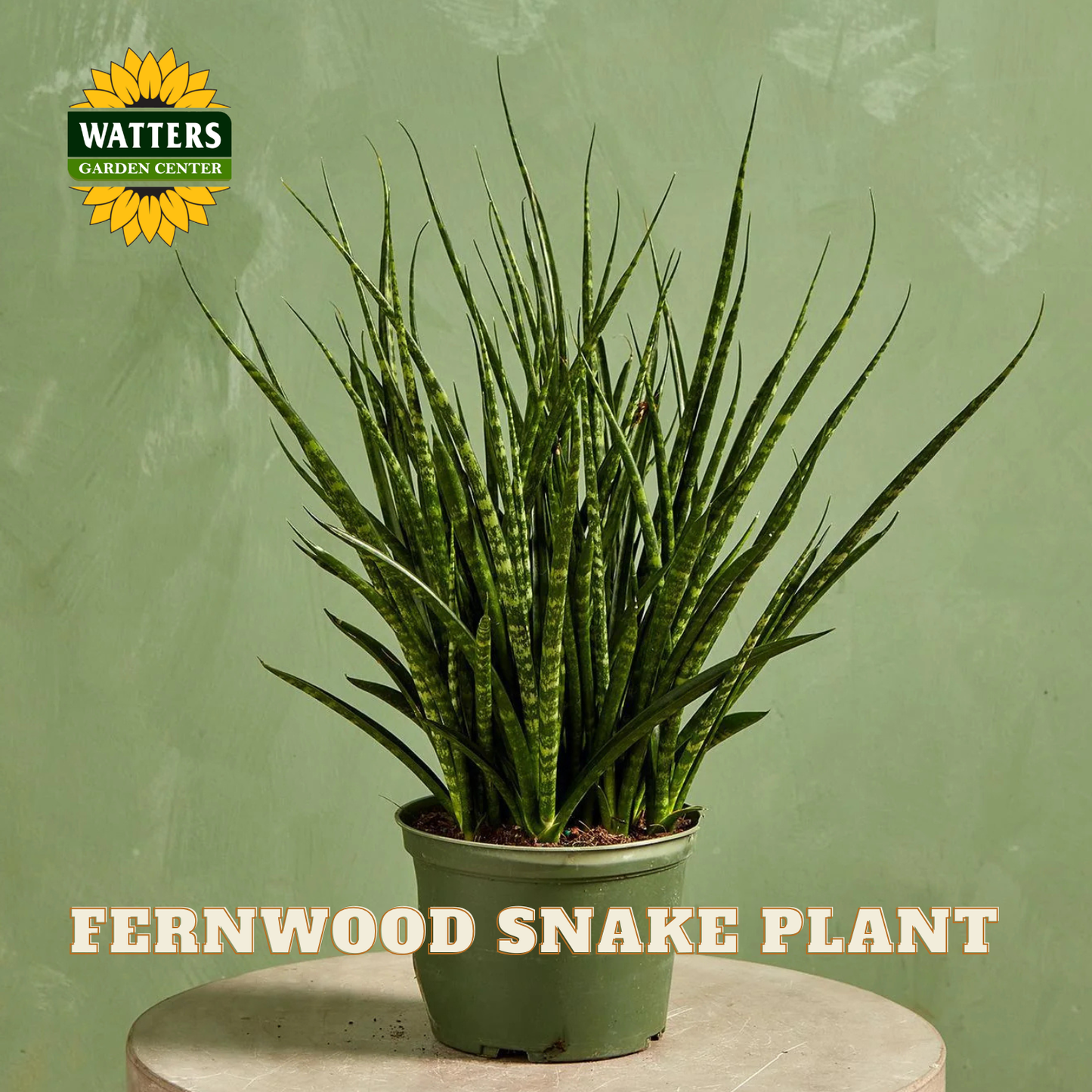 A potted snake plant with upright, sword-like green leaves arranged in a fan shape, shown on a round pedestal against a textured sage green background. The Watters Gardens Center logo appears in the top left, and the text 'FERNWOOD SNAKE PLANT' is displayed at the bottom.