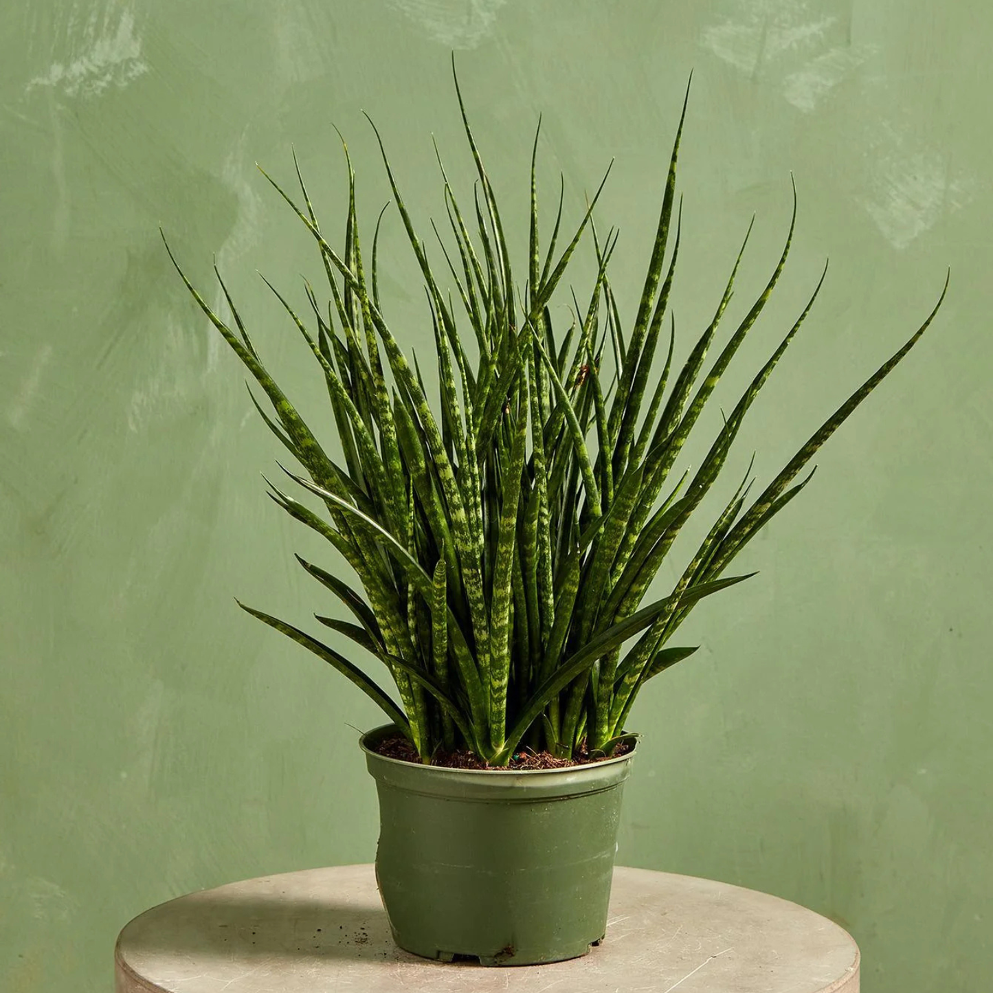 A potted snake plant with upright, sword-like green leaves featuring thin yellow stripes, sitting in a matching green plastic nursery pot on a round stone pedestal against a textured sage green wall.
