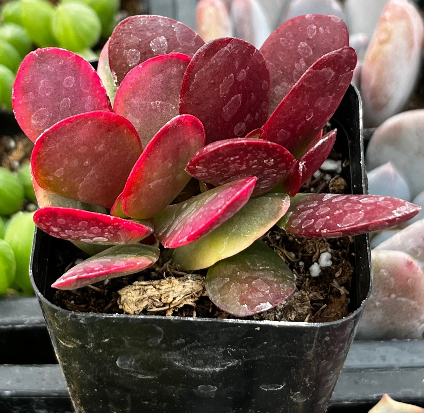 Red Jade Crassula