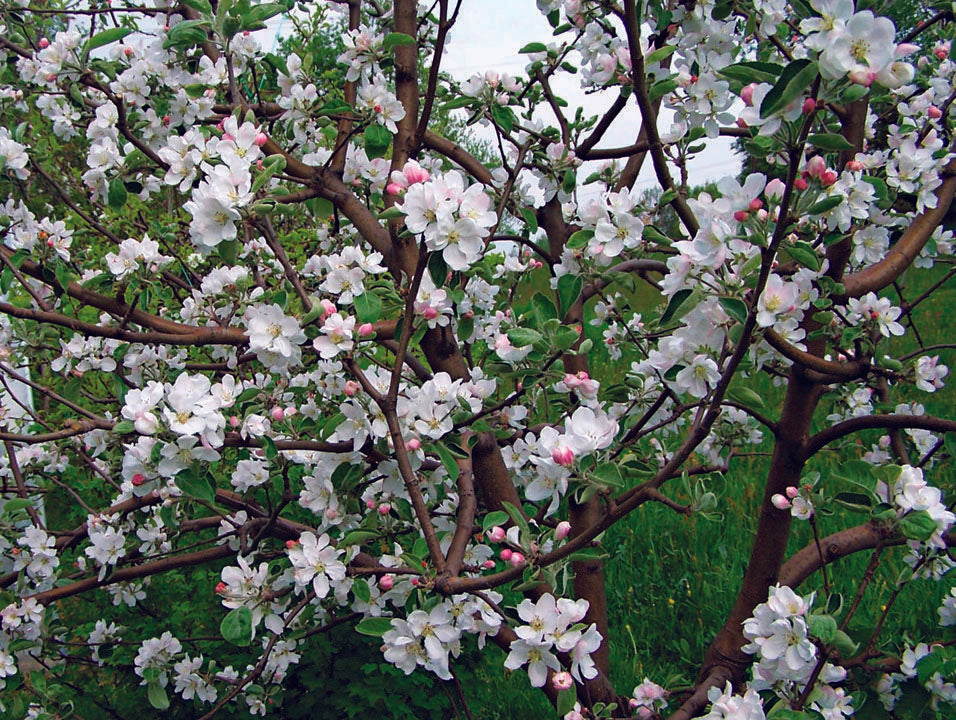 RED DELICIOUS APPLE TREE 7gal