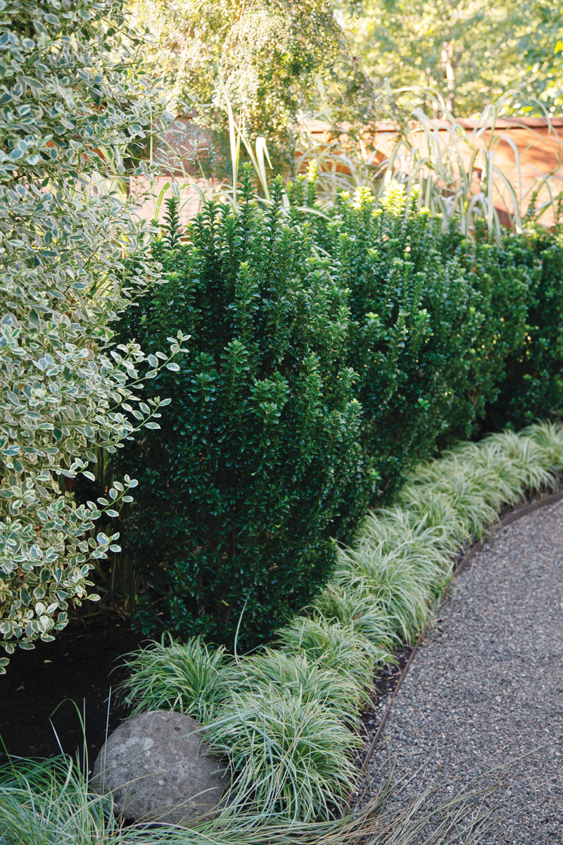 GREEN SPIRE EUONYMUS 2gal