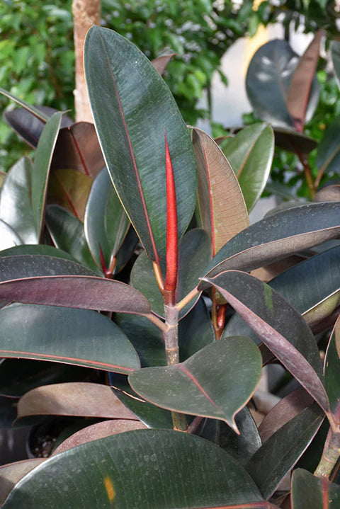 FICUS RUBBER PLANT BURGUNDY 3 gal