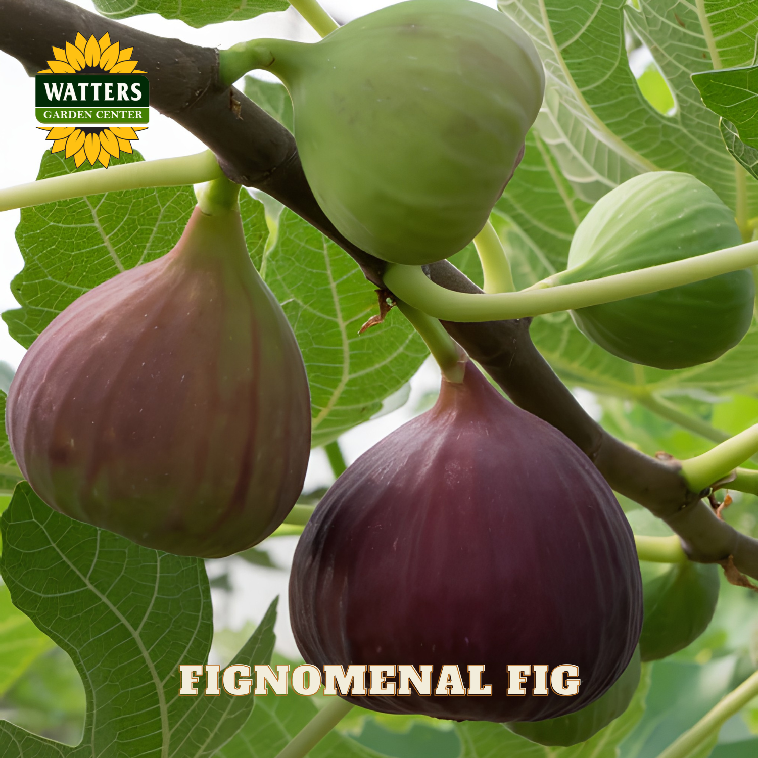 Figs on a branch with Watters Garden Center logo and 'Fignomenal Fig' text.