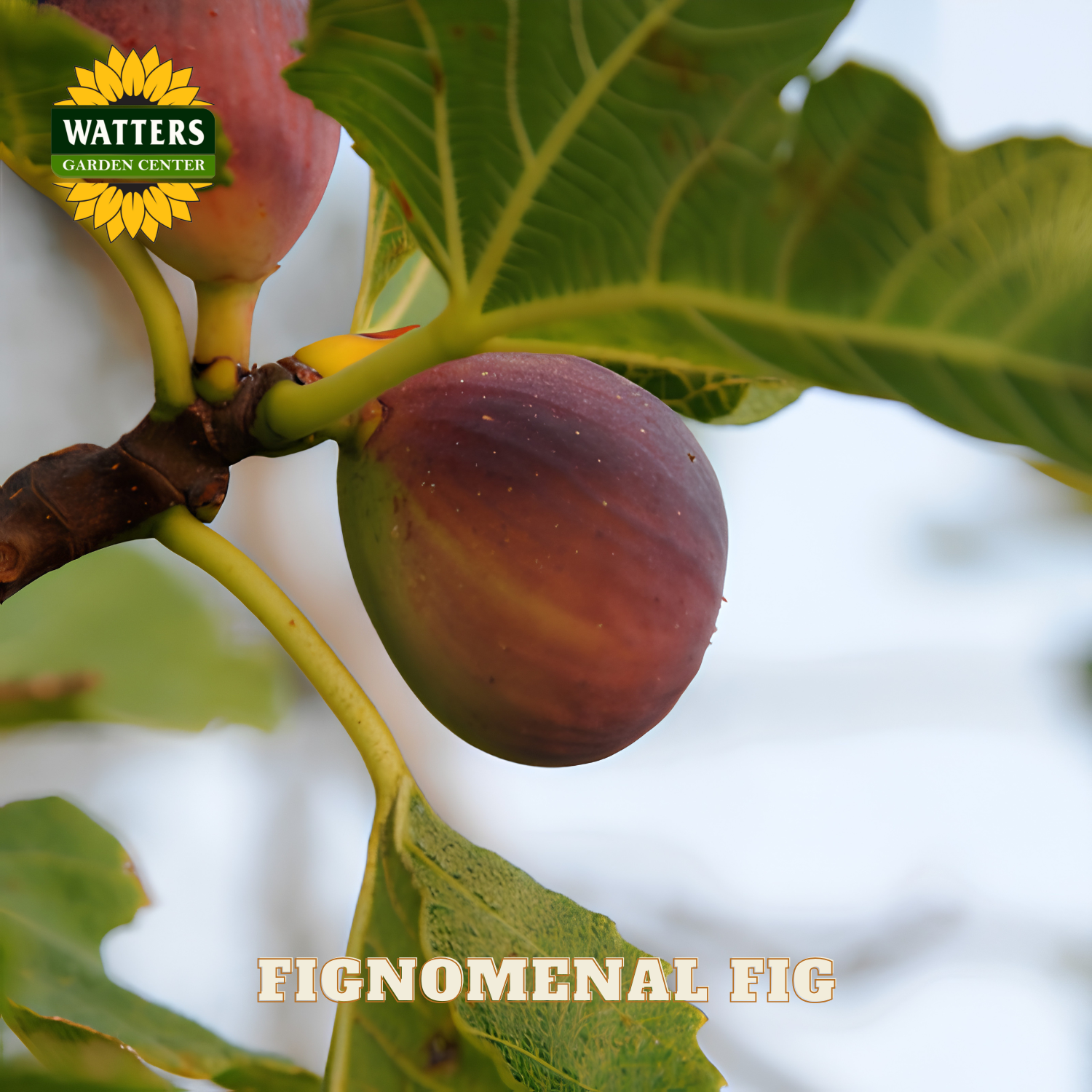 Figs on a branch with Watters Garden Center logo and 'Fignominal Fig' text.
