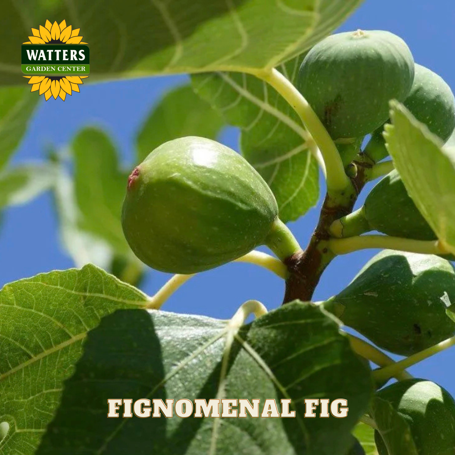 Green figs on a branch with Watters Garden Center logo and 'Fignomenal Fig' text.