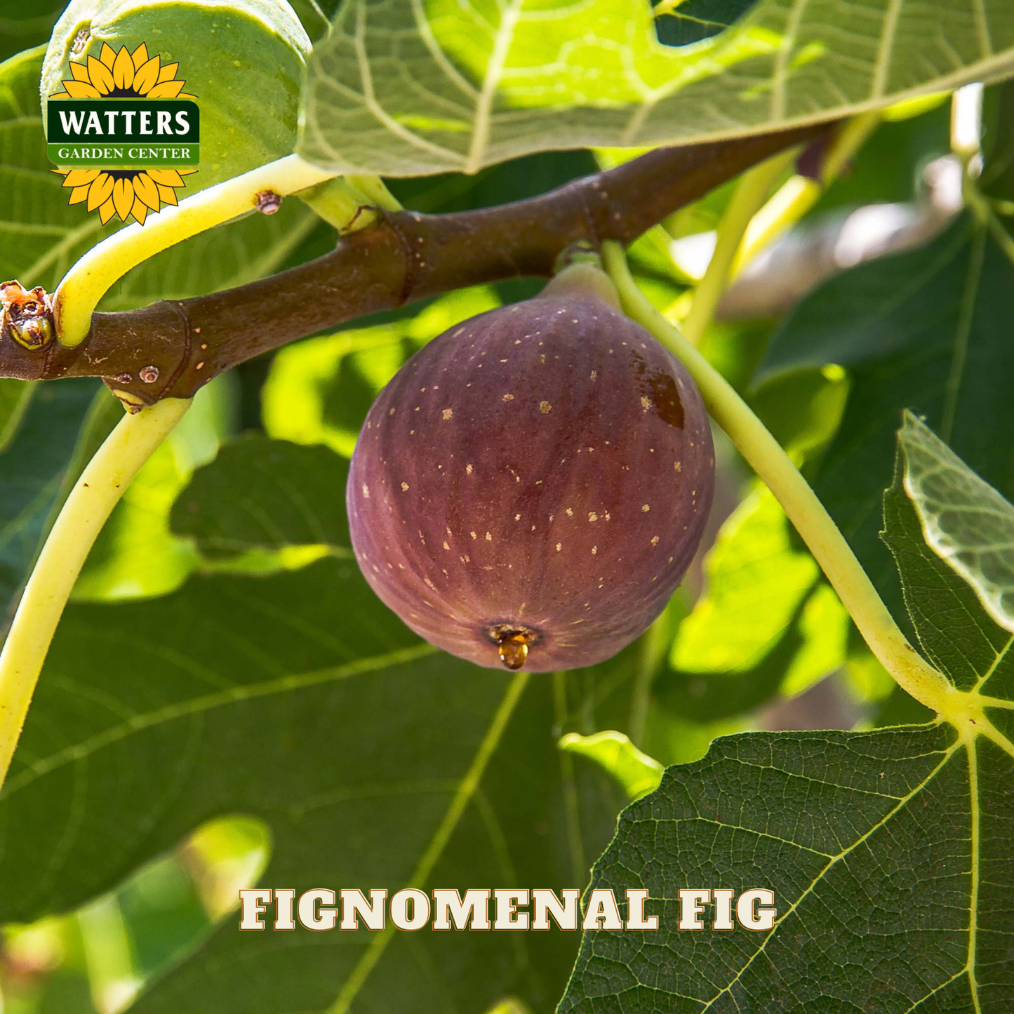 Fig hanging from a tree branch with Watters Garden Center logo and 'Fignominal Fig' text.