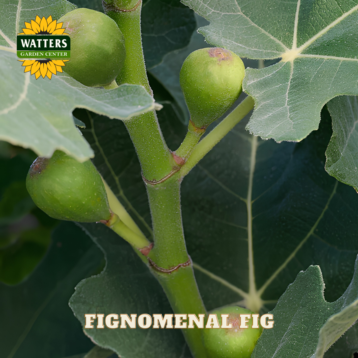 Green figs on a branch with Watters Garden Center logo and 'Fignomenal Fig' text.