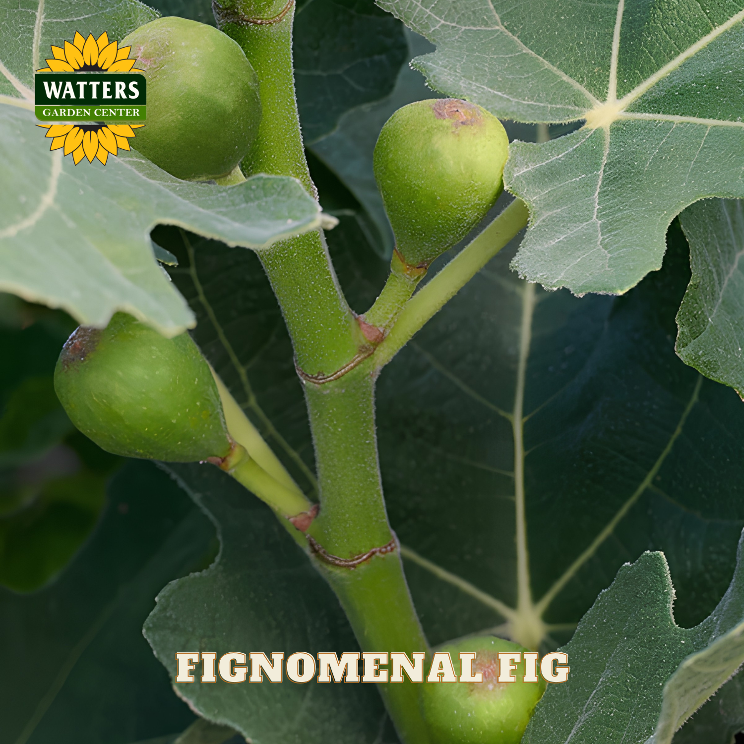 Green figs on a branch with Watters Garden Center logo and 'Fignomenal Fig' text.