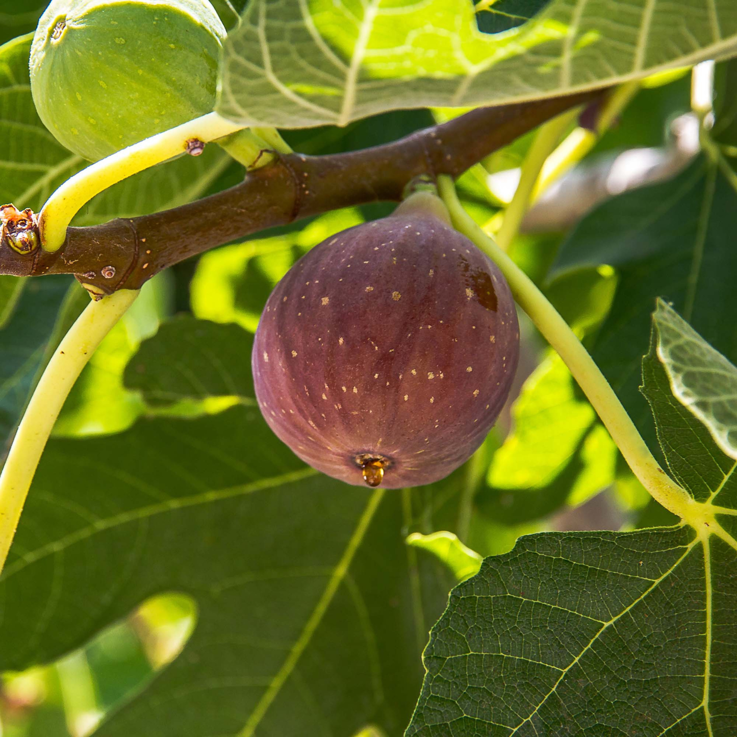 Ripe fig on a tree branch with green leaves