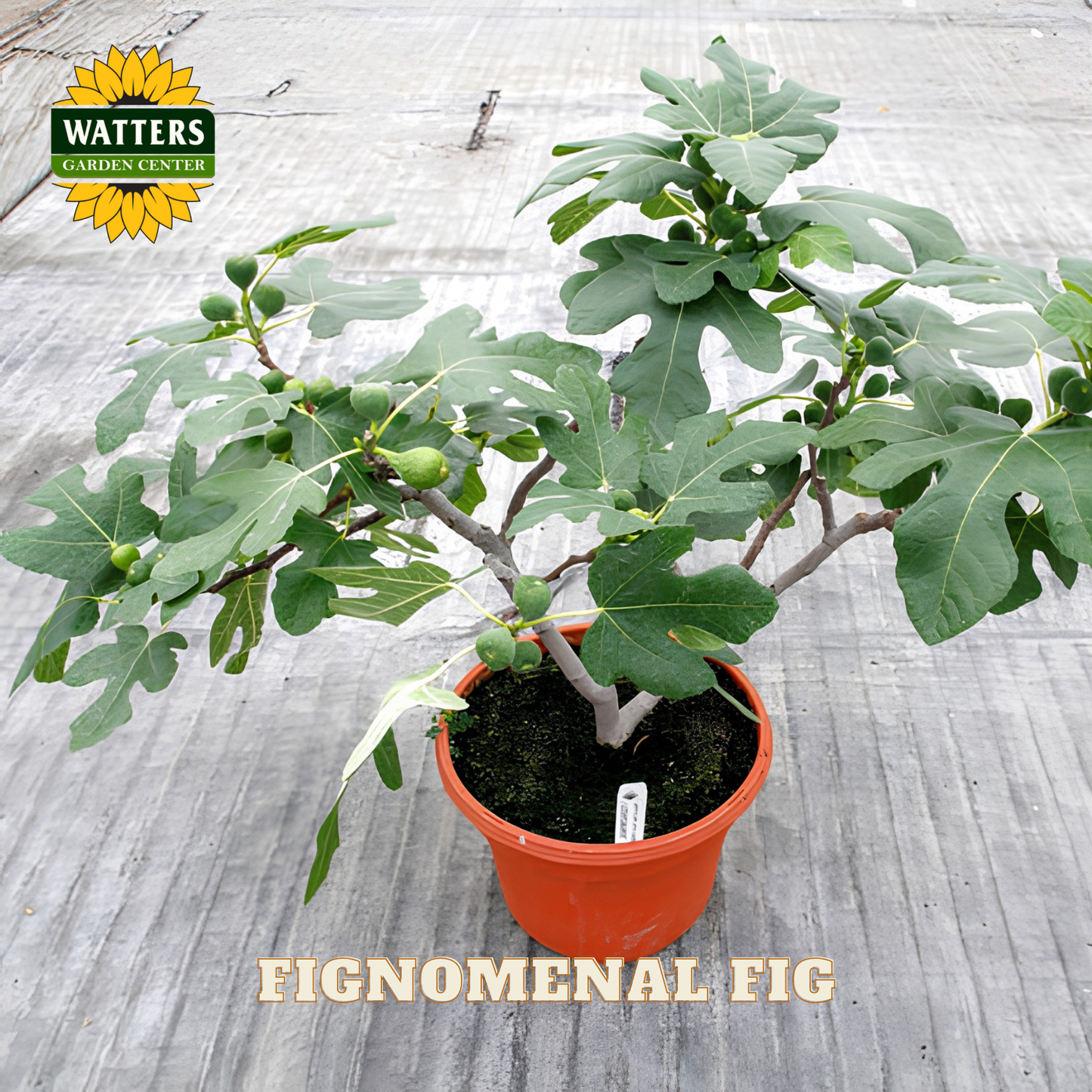 Potted fig plant with Watters Garden Center branding on a gray background