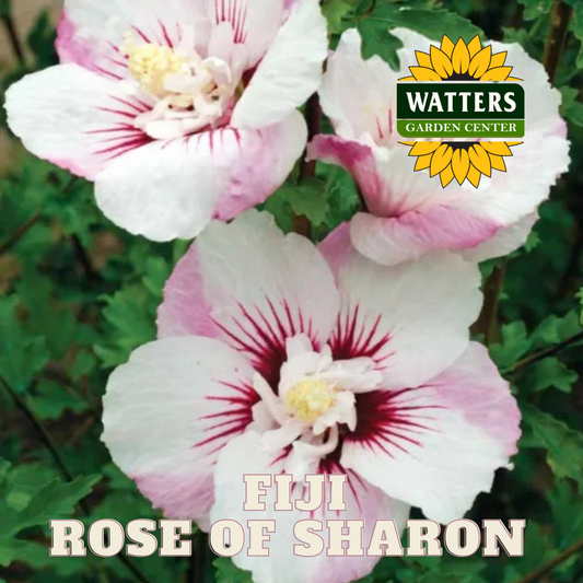FIJI ROSE OF SHARON 2gal