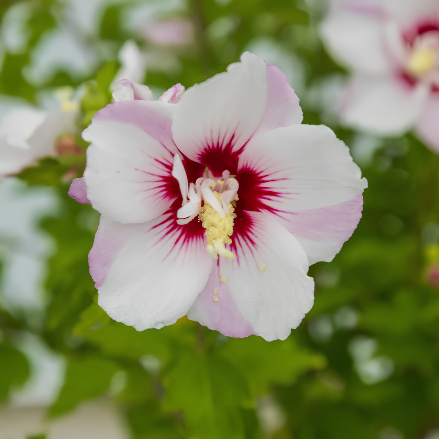 Close-up of a white and pink flower with a red center against a blurred green background