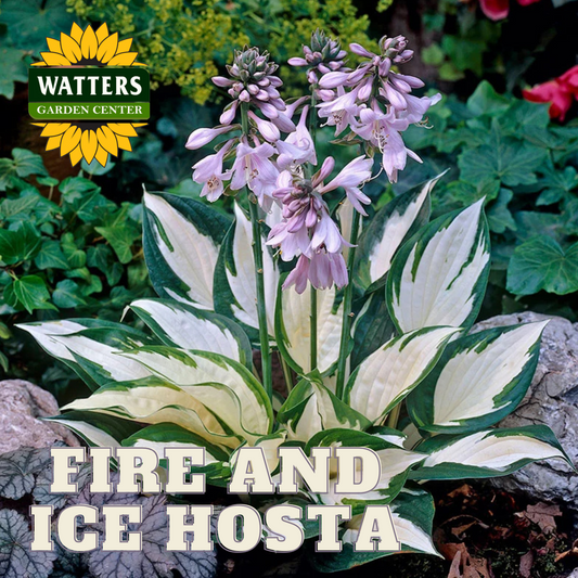 FIRE AND ICE HOSTA 1gal