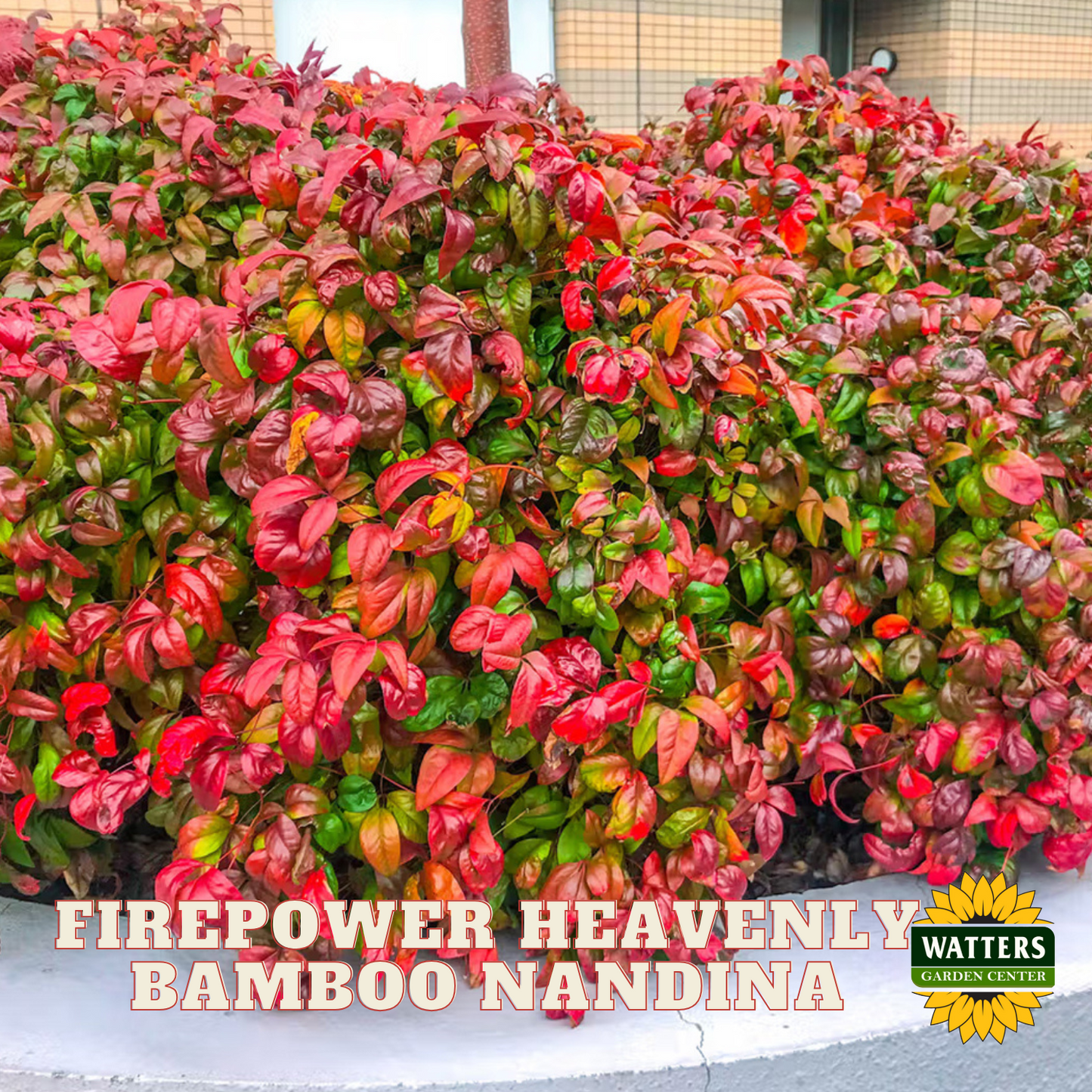 FIREPOWER HEAVENLY BAMBOO NANDINA 2gal