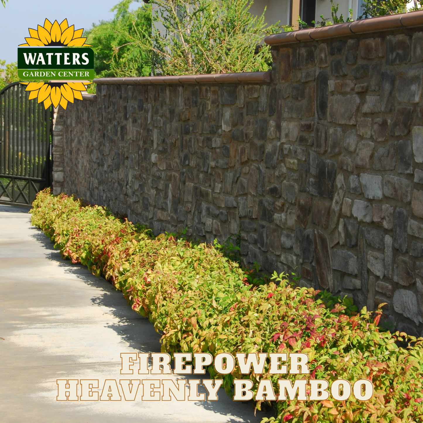 Row of Firepower Heavenly Bamboo plants in front of a stone wall with Watters Garden Center logo.