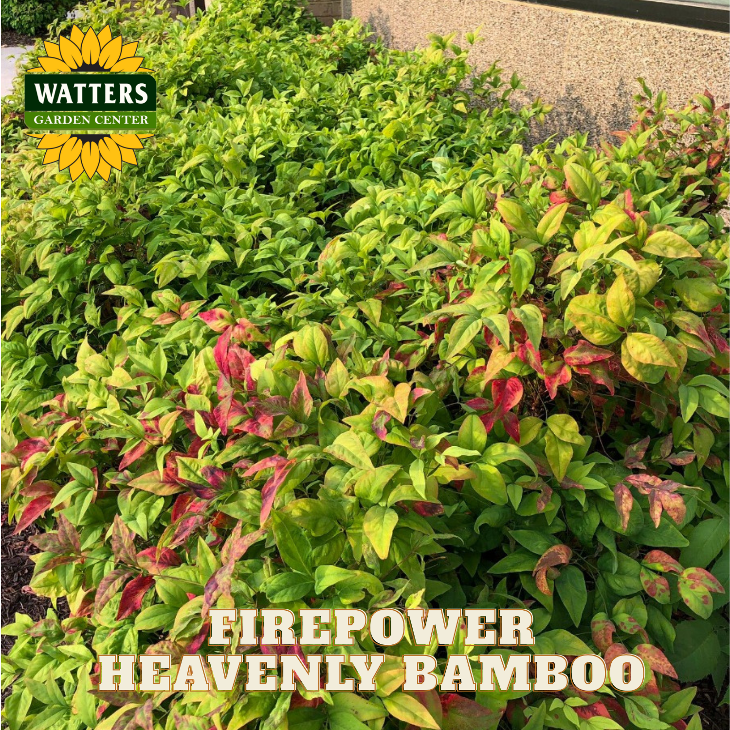 Firepower Heavenly Bamboo with Watters Garden Center branding