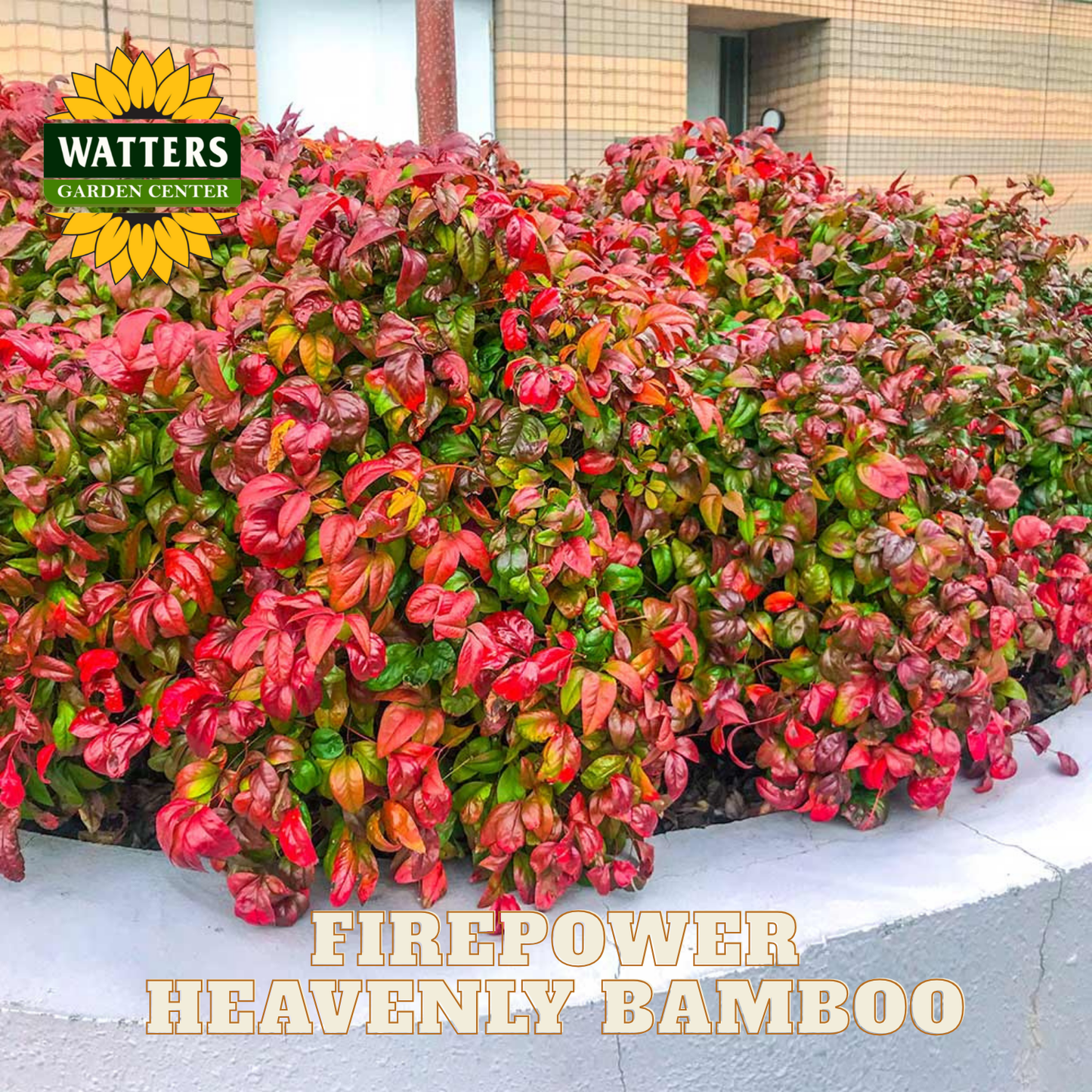 Firepower Heavenly Bamboo with Watters Garden Center logo