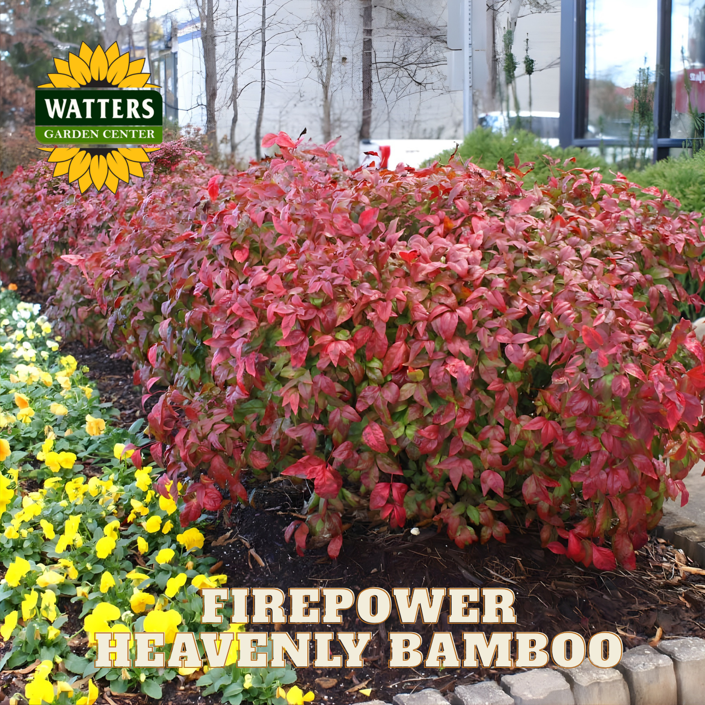Firepower Heavenly Bamboo plant with Watters Garden Center logo in the background