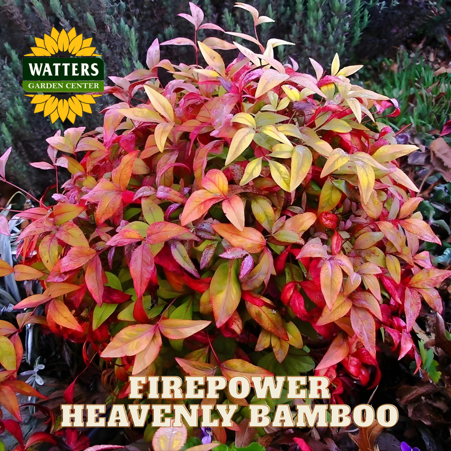 Firepower Heavenly Bamboo plant with colorful leaves and Watters Garden Center logo.